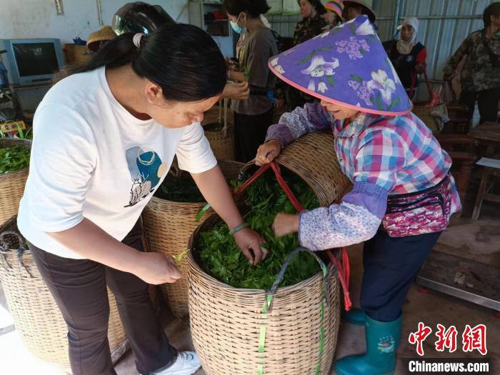 10月13日，在海南省白沙黎族自治縣牙叉鎮(zhèn)的五里路有機(jī)茶園，符小芳驗(yàn)收稱重時(shí)挑揀出采摘不合格的茶葉?！?jiān)潞汀z