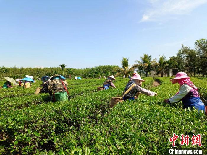 10月13日，在海南省白沙黎族自治縣牙叉鎮(zhèn)的五里路有機(jī)茶園，茶農(nóng)正在采摘有機(jī)茶葉?！?jiān)潞?攝