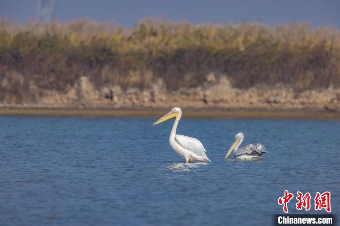 國家一級保護(hù)野生動物白鵜鶘再現(xiàn)河北曹妃甸