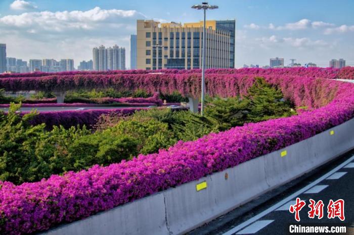 勒杜鵑花開正艷 廣州市林業(yè)和園林局 供圖