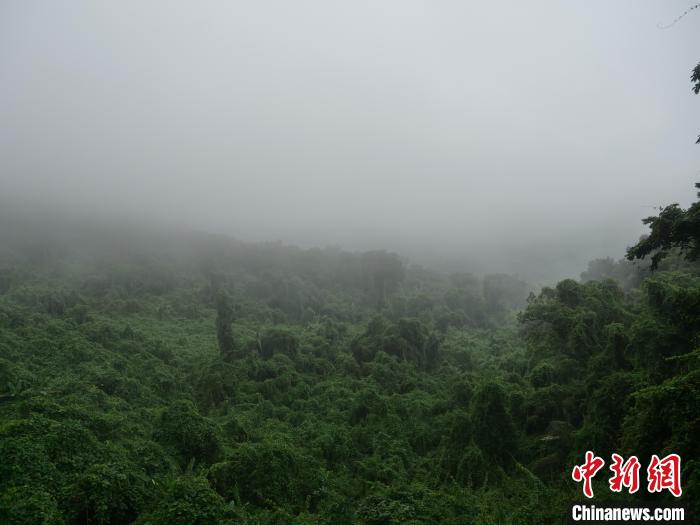 昌江霸王嶺，雨霧繚繞的熱帶雨林?！×栝?攝