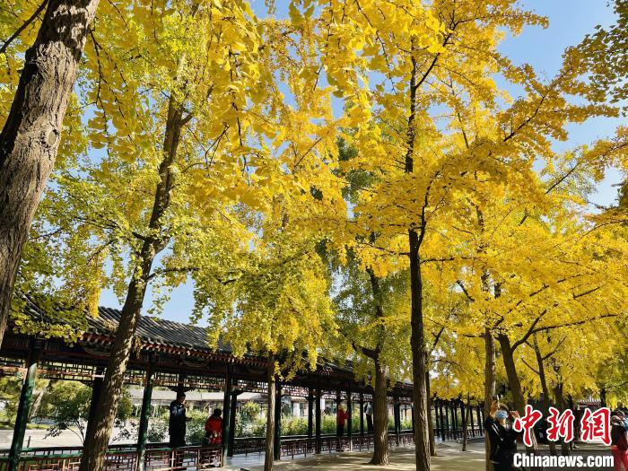 圖為中山公園銀杏林。　北京市公園管理中心供圖