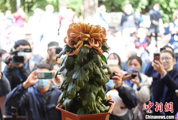 10月25日，濟(jì)南趵突泉金秋菊展“菊王”亮相。當(dāng)日，第43屆趵突泉金秋菊展“斗菊”擂臺(tái)賽開(kāi)賽?！堄?攝