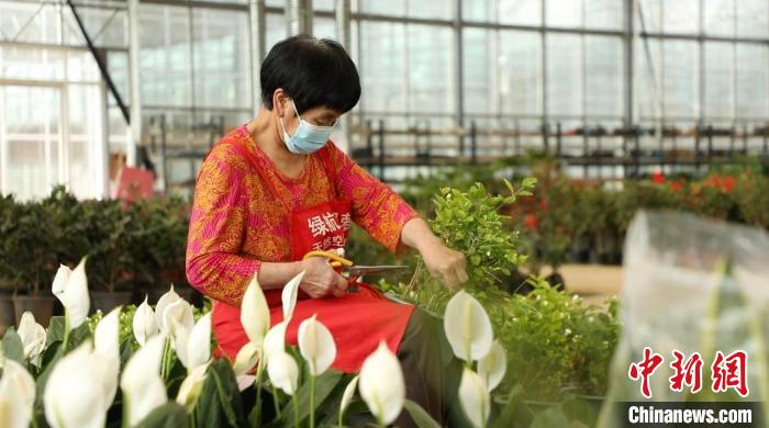 資料圖：忙碌的身影穿梭在果園村的蔬菜花卉繁育基地中。向上 攝