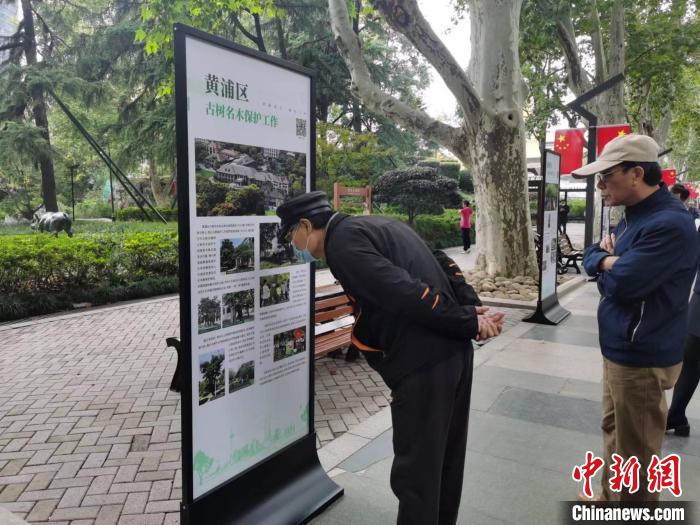 靜安公園主景道兩旁的懸鈴木都是120多年的古樹，是靜安公園的“鎮(zhèn)園之寶”。　陳靜 攝