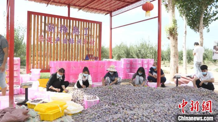 近幾年，伽師縣西梅聲名鵲起，其種植面積已占到全國(guó)的4成，果品也成為網(wǎng)絡(luò)“新寵”。圖為收購(gòu)現(xiàn)場(chǎng)?！≠熆h融媒體中心供圖