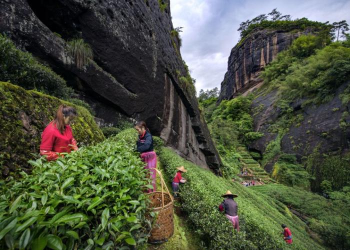 采茶工在福建武夷山茶園采茶。