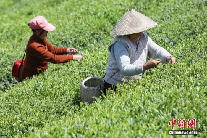 圖為兩位茶農(nóng)在云霧鎮(zhèn)鳥王村茶園采摘茶葉。 瞿宏倫 攝