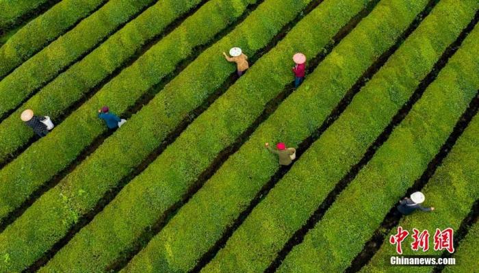 航拍江西省新余市渝水區(qū)水北鎮(zhèn)1000多畝生態(tài)茶園。 趙春亮 攝