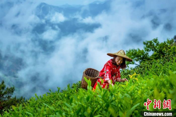 黃山三大名茶成功入選人類(lèi)非遺代表作名錄