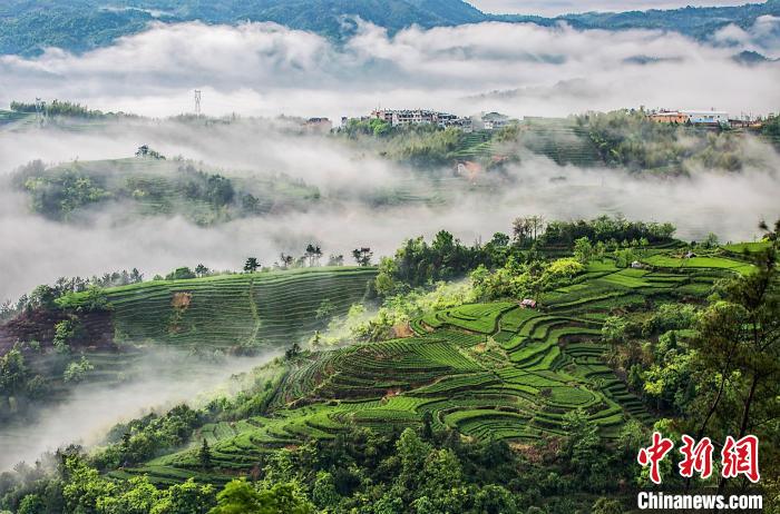 中國(guó)傳統(tǒng)制茶技藝申遺成功后：匠心續(xù)寫(xiě)新茶事