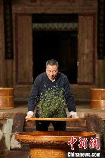 福鼎白茶制作技藝非物質(zhì)文化遺產(chǎn)傳承人林振傳在制茶?！「６κ形麄鞑?供圖