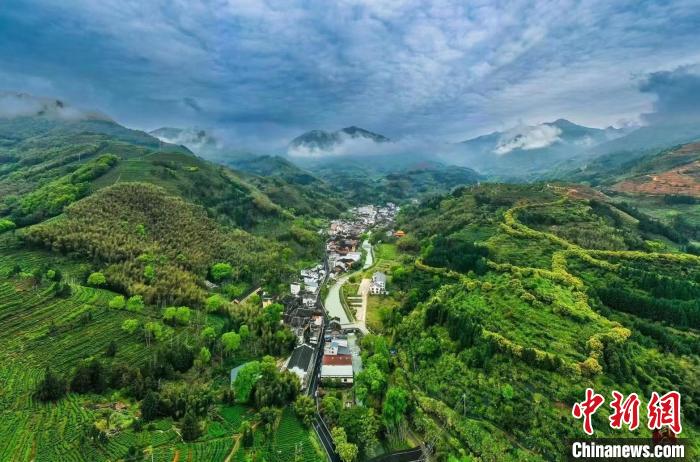 福安市社口鎮(zhèn)坦洋茶山綠意盎然。　福安市社口鎮(zhèn) 供圖