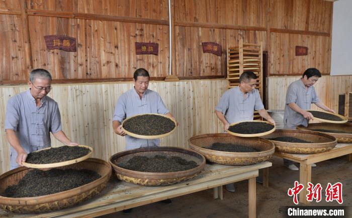 在福安市社口鎮(zhèn)坦洋村，“坦洋工夫”紅茶傳統(tǒng)制作技藝依舊傳承?！∴嵔⌒?攝