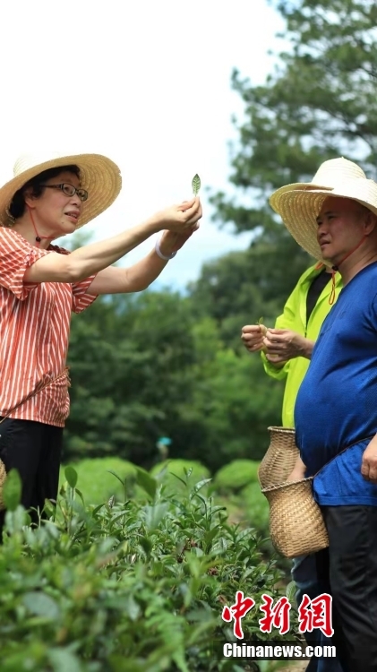 資料圖為臺灣制茶師左如玉（左）在福建泰寧縣的一個茶園里考察。 <a target='_blank' href='/'>中新社</a>發(fā) 受訪者供圖