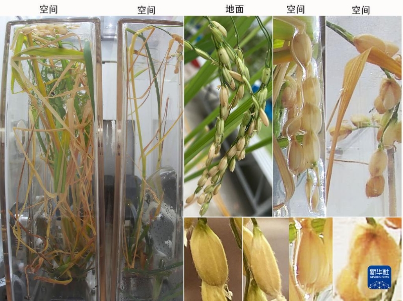 這是空間水稻原生稻和再生稻的圖片，顯示空間稻穗與穎殼張開的表型。（圖源：新華社）