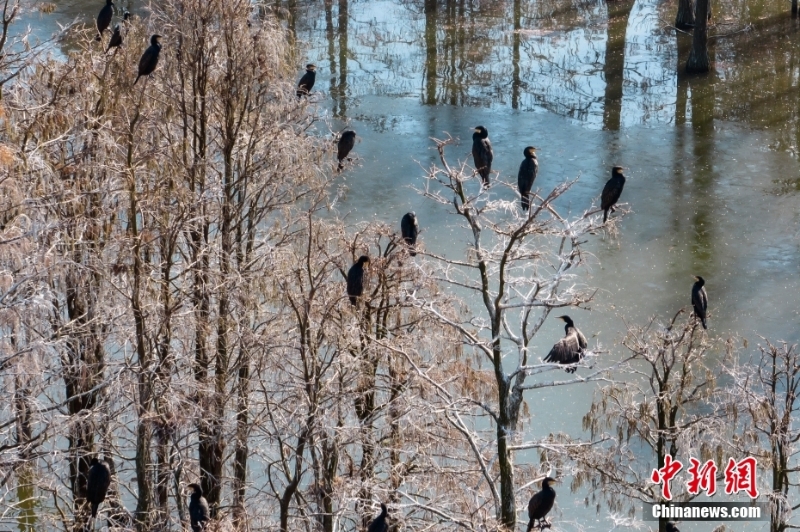 航拍“鳥類天堂”池杉湖濕地冬日壯闊生態(tài)景觀