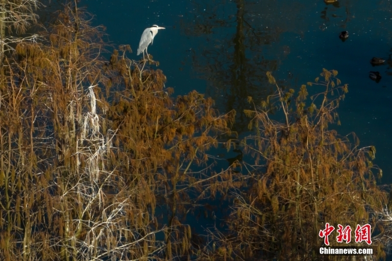 航拍“鳥類天堂”池杉湖濕地冬日壯闊生態(tài)景觀