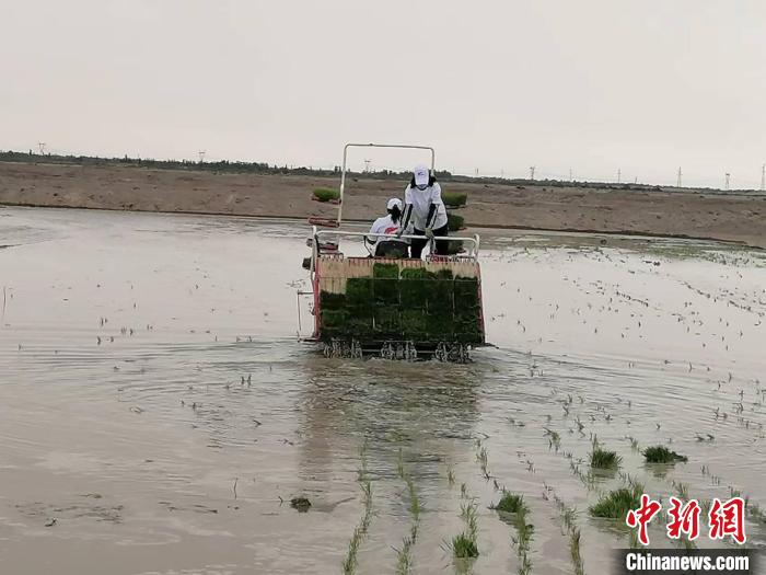 海水稻緣何在離海最遠的新疆獲得高產？