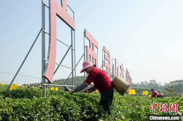 民眾在廣西靈山有機茶葉種植示范基地采茶?！〉岳顝?攝