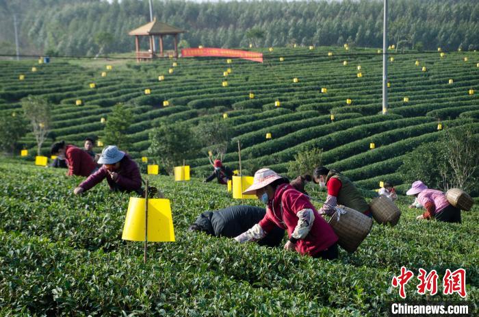 民眾在廣西靈山有機茶葉種植示范基地采茶?！〉岳顝?攝