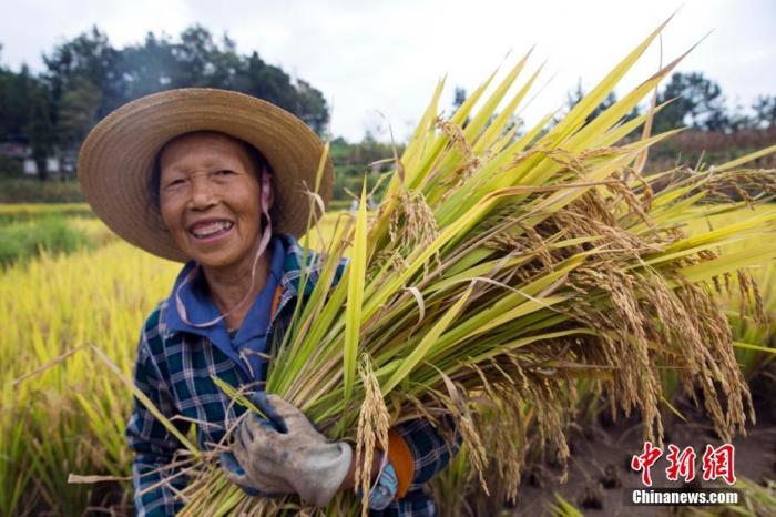 資料圖 圖為農(nóng)民喜獲豐收。劉興敏 攝