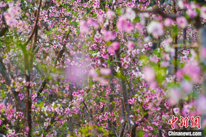 圖為盛開的桃花?！『鷩鴦P 攝