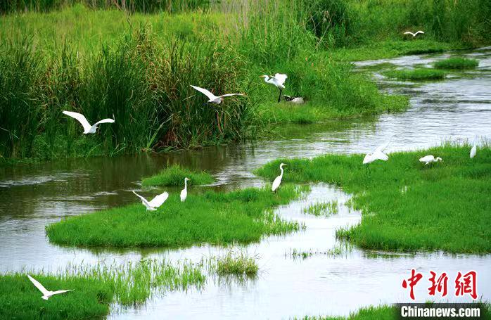 昔日“煤城”魯南棗莊生態(tài)換“新顏”珍稀鳥類頻現(xiàn)身