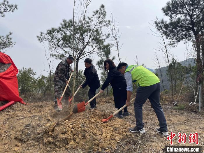 “樟臺(tái)青年林”植樹(shù)活動(dòng)現(xiàn)場(chǎng)?！∮捞┛h委臺(tái)港澳辦 供圖