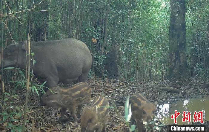 野豬群覓食?！〈笮茇垏?guó)家公園滎經(jīng)片區(qū) 供圖