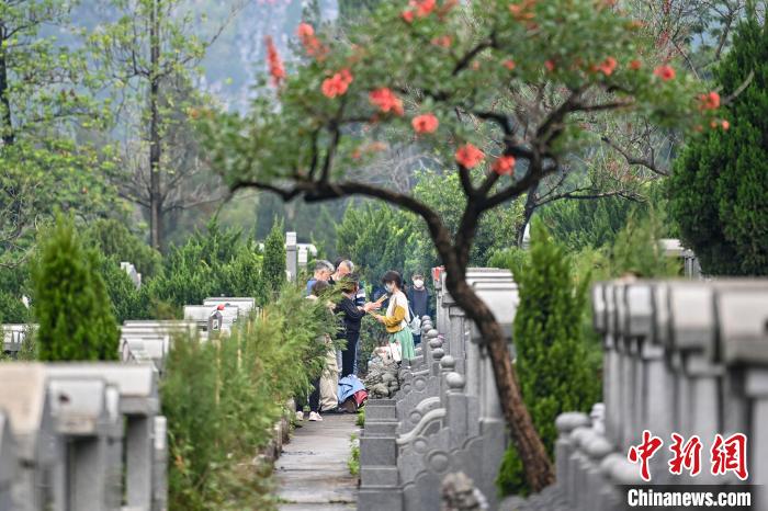 廣州市新塘華僑公墓迎來祭掃高峰 陳驥旻 攝