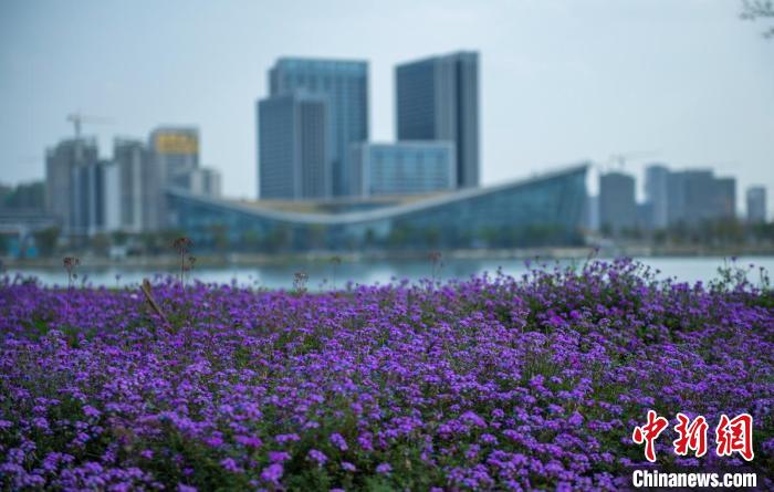 東安湖體育公園一角?！⒅铱?攝