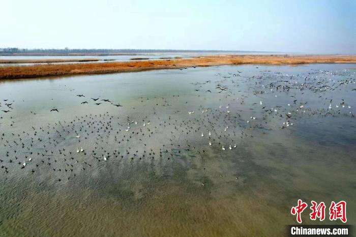 今春過境天津候鳥超55萬只珍稀鳥類數(shù)量增加