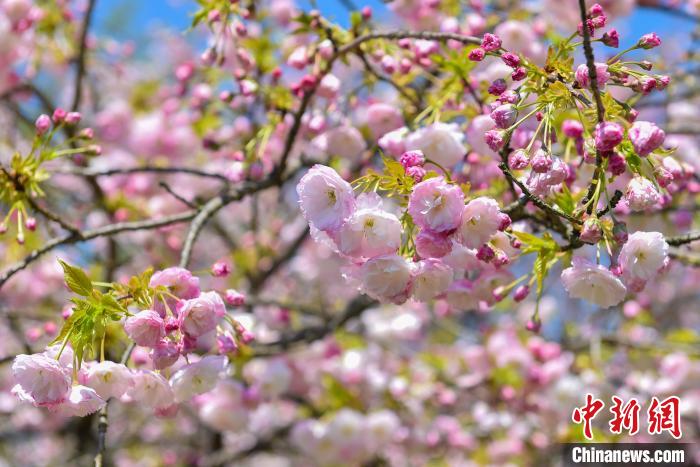 杖錫櫻花盛開(kāi)一景?！堦粯?攝