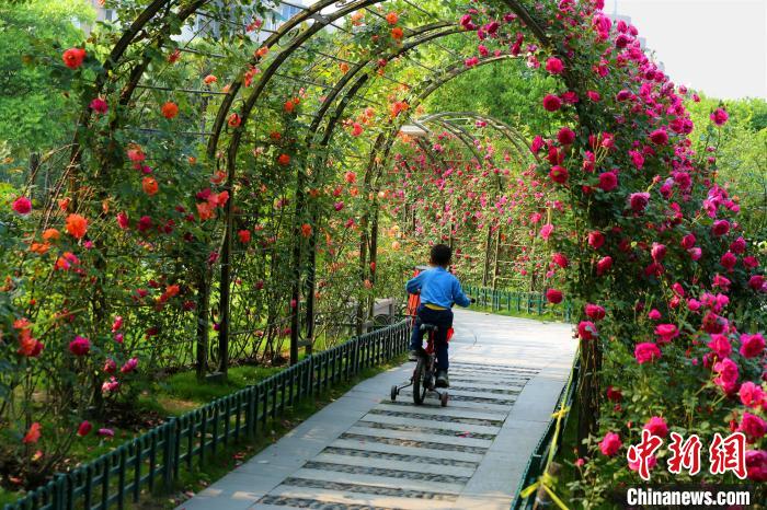 拱墅區(qū)大關公園內(nèi)的月季花 杭州市園林文物局 供圖