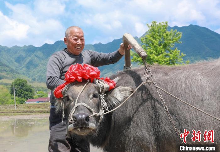 安徽旌德云上梯田開(kāi)犁節(jié)：展現(xiàn)梯田風(fēng)光聚焦農(nóng)耕文化