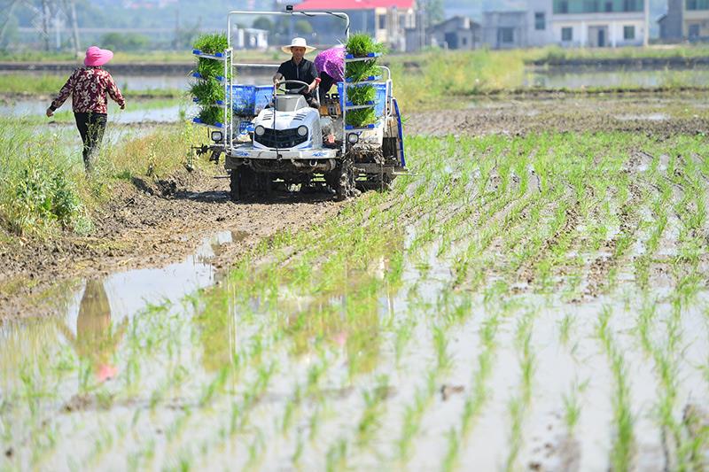 △2023年4月26日，湖南湘潭市雨湖區(qū)姜畬鎮(zhèn)易建河村的一處高標(biāo)準(zhǔn)農(nóng)田，農(nóng)民駕駛插秧機(jī)插秧。