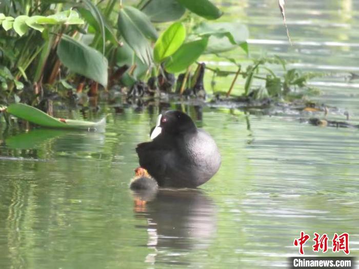 浙江西湖首次發(fā)現(xiàn)國(guó)家二級(jí)保護(hù)動(dòng)物骨頂雞繁育