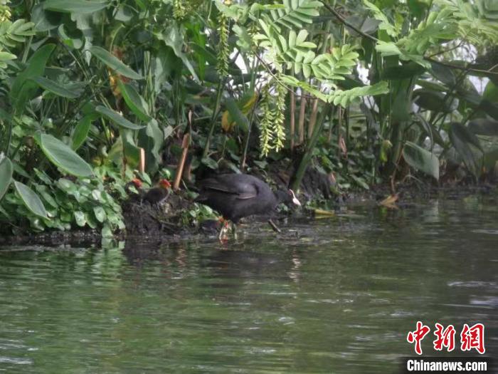 骨頂雞帶著骨頂雞雛鳥(niǎo)覓食 西湖水域管理處 供圖