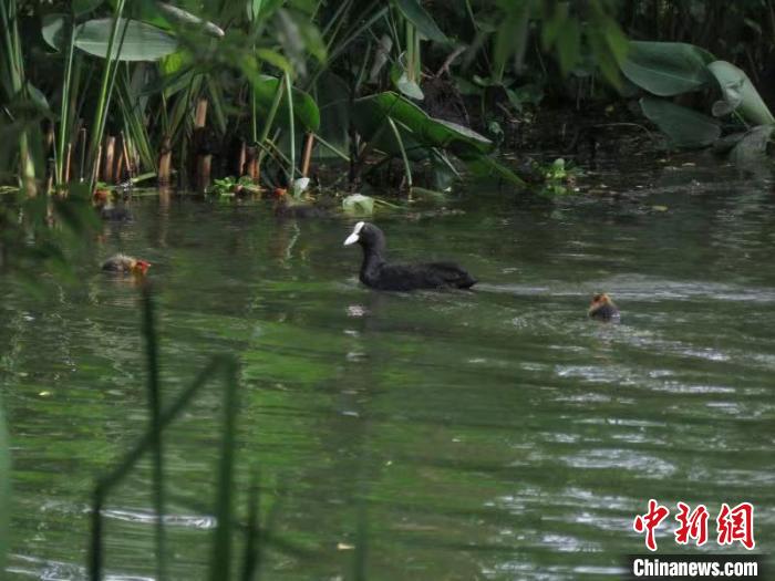 骨頂雞帶著骨頂雞雛鳥(niǎo)在西湖水域里玩耍 西湖水域管理處 供圖