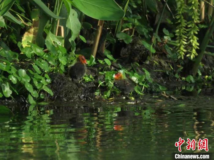 骨頂雞雛鳥(niǎo)在西湖岸邊覓食 西湖水域管理處 供圖