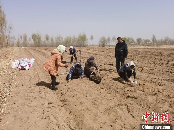 圖為農(nóng)戶栽植草烏?！窃蔓?攝