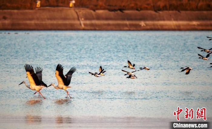 鳥兒在水面上低空飛翔。(資料圖) 孫家錄 攝