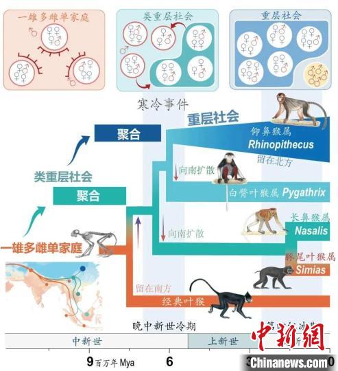 寒冷事件促進(jìn)亞洲葉猴社會(huì)聚合?！∥鞅贝髮W(xué)供圖