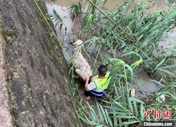 救援人員下水營救被困的羊 嵊州公安 供圖