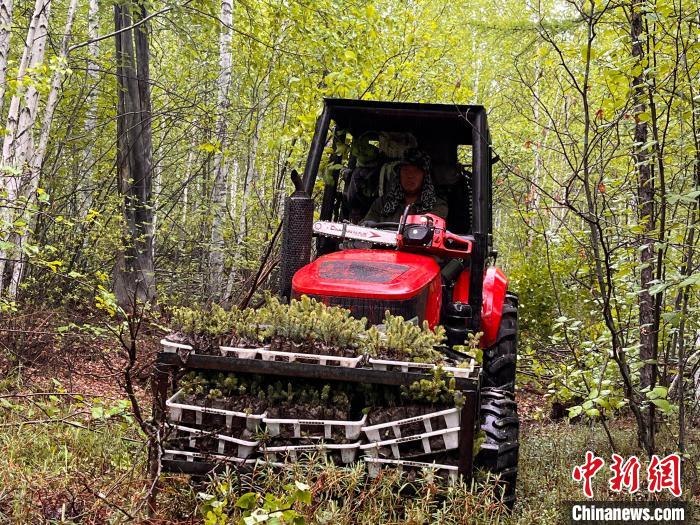 兩代護(hù)林人的綠色夢想：植此青松，成此青山