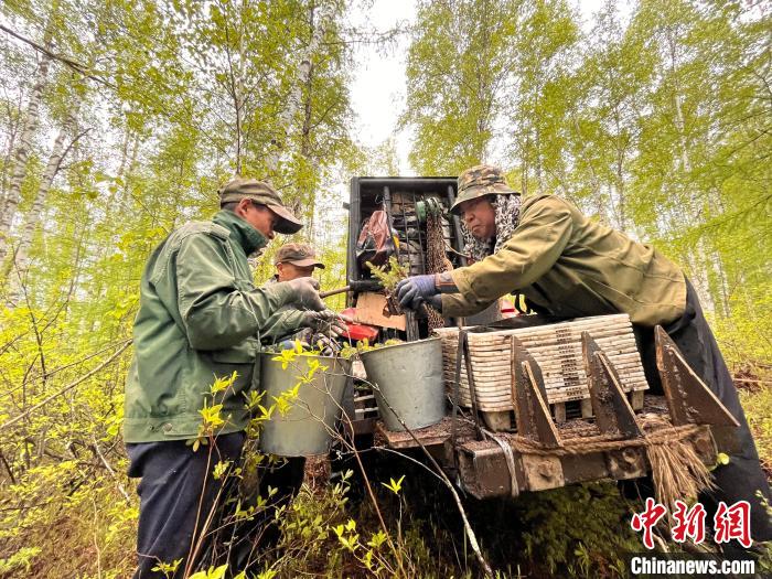 圖為林業(yè)職工利用機(jī)械設(shè)備運(yùn)送苗木。　張旭 攝