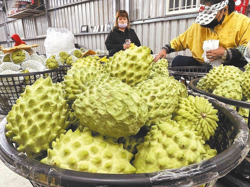 大陸近日宣布恢復(fù)鳳梨釋迦銷陸。（報(bào)系資料照）