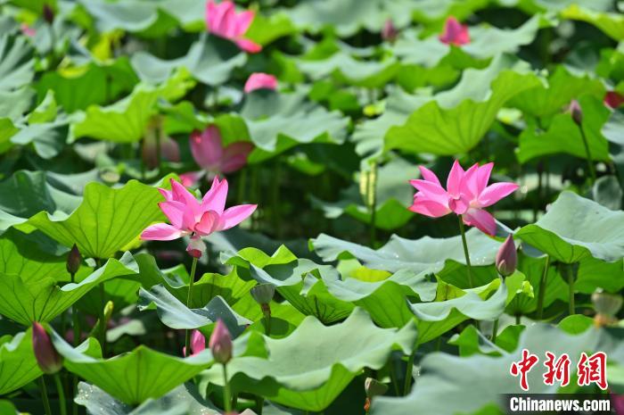 圖為貴港市港南區(qū)東津鎮(zhèn)沖口屯的荷花迎來(lái)盛花期。　俞靖 攝