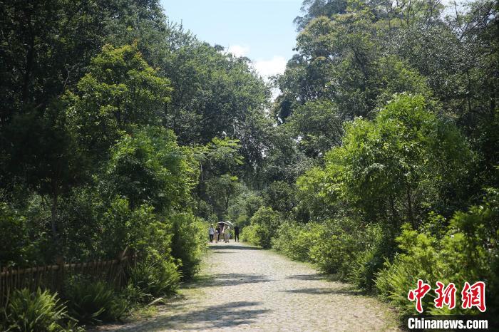 云南普洱：多舉措保護(hù)景邁山古茶林文化景觀